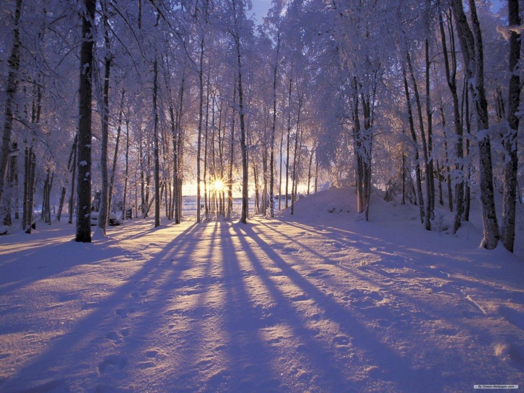 Sunrise a freshly fallen snow in the Woods