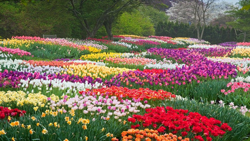 Field of multi colored flowers