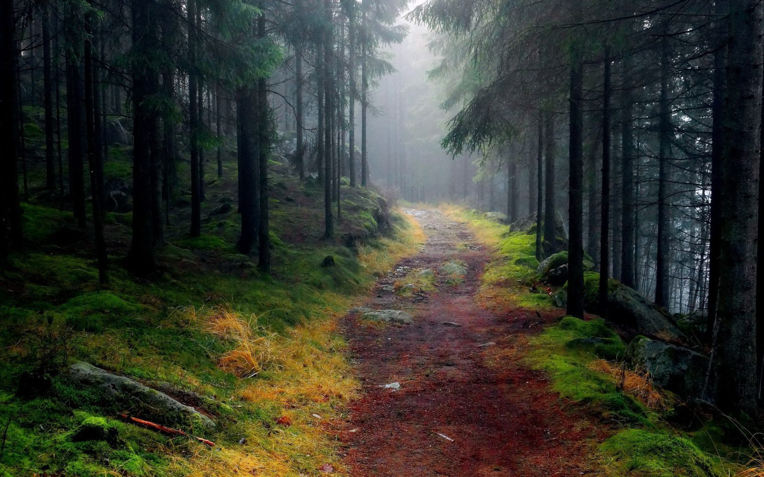 A path through the woods